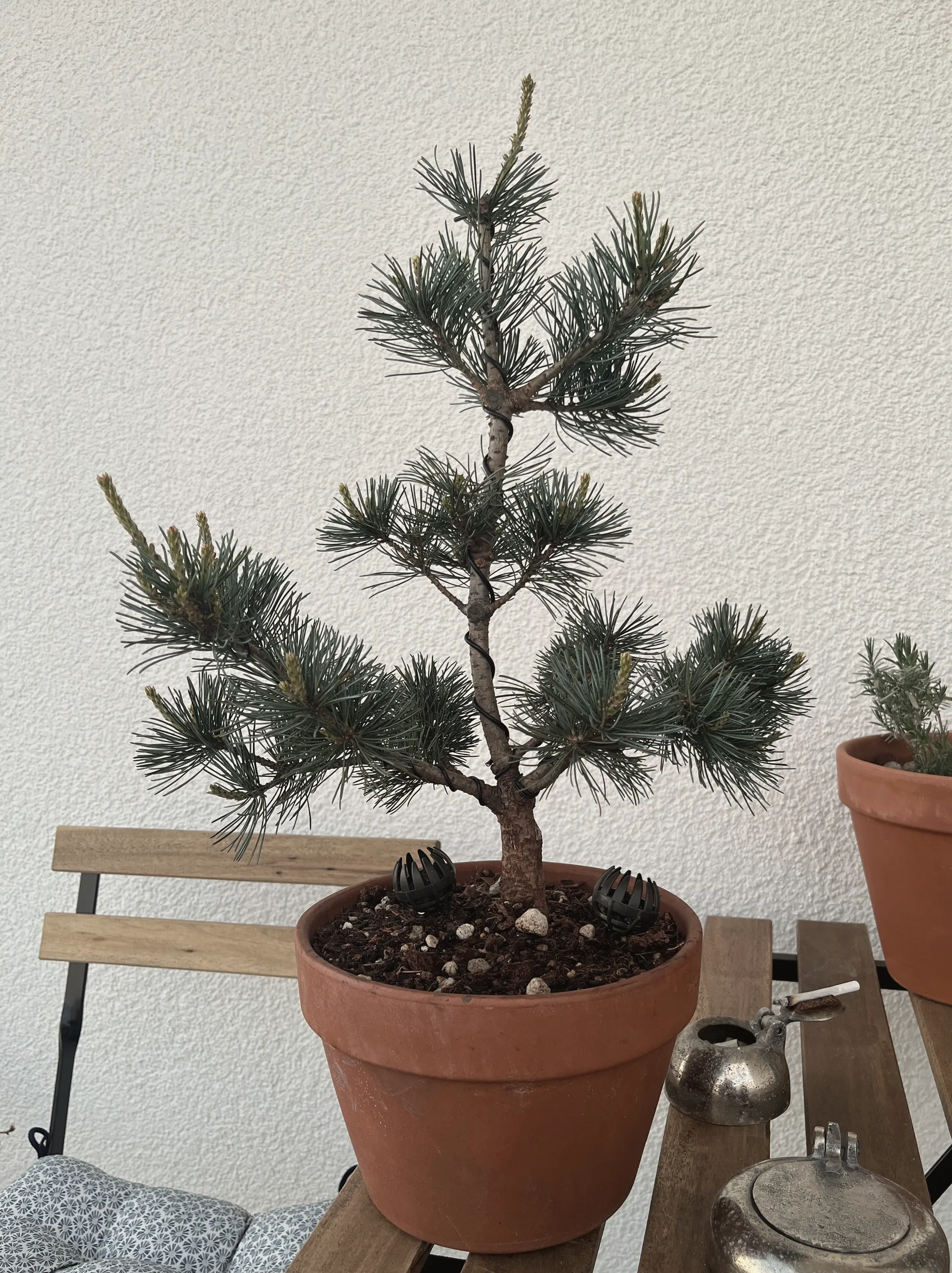 A Japanese white pine bonsai with tufts of blue-green needles on tiered branches and a single upright trunk, in a terracotta pot on a metal bench.