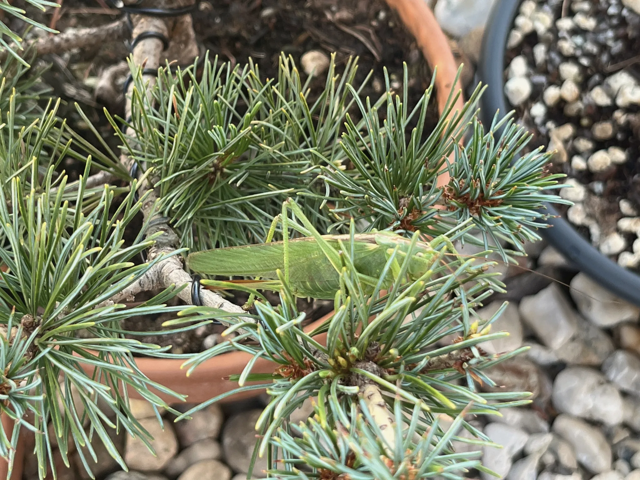 A green bush-cricket resting on the blue-green needles of a Japanese white pine, gravel and the pot rim behind.