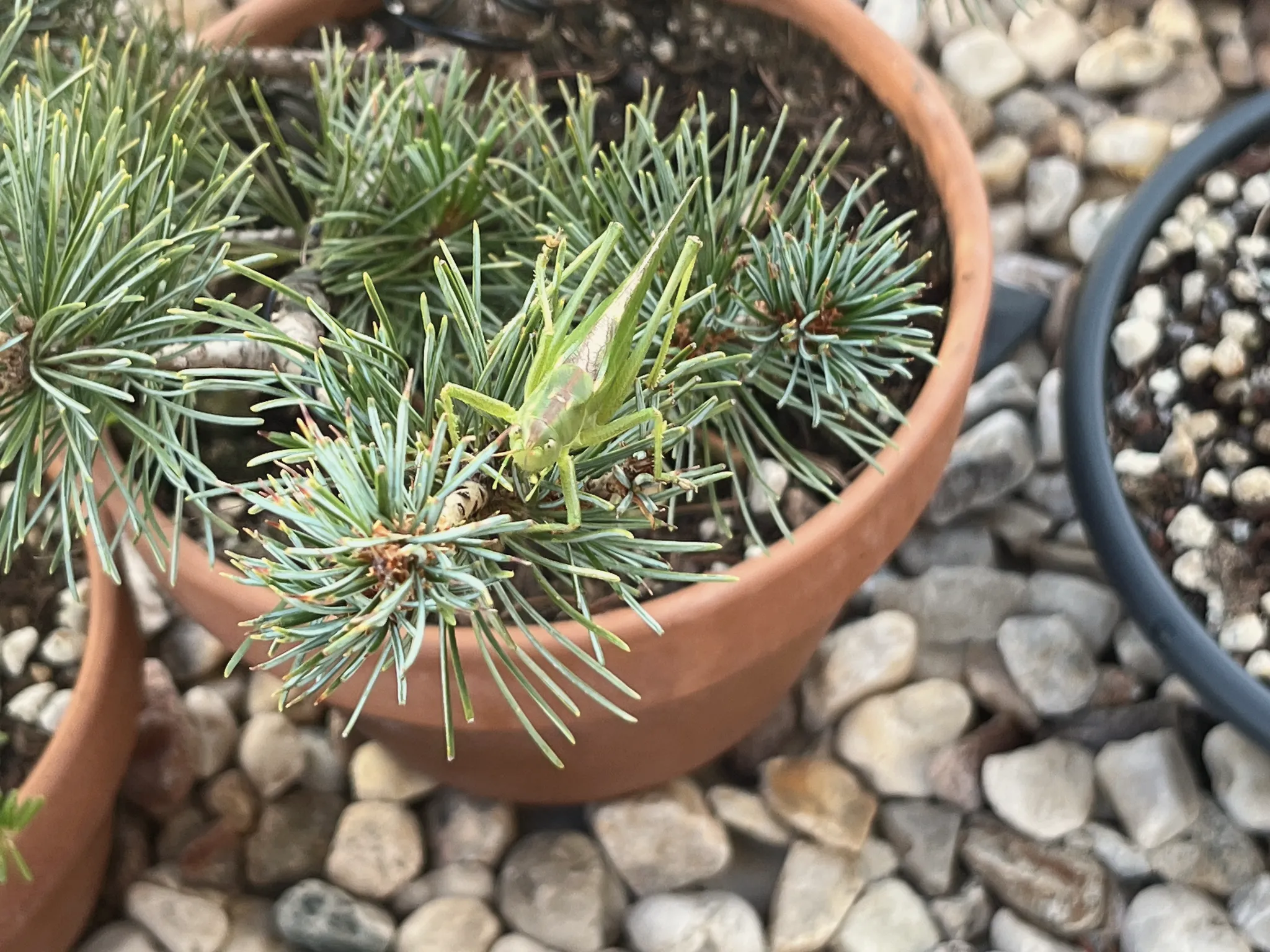 A pale-green cricket sitting among the needles of a Japanese white pine in a terracotta pot, seen from above over a bed of gravel.