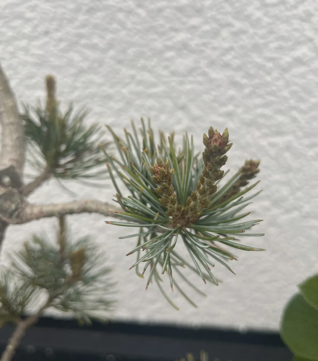 Close-up of a Japanese white pine's spring candles — upright pale buds ringed by a whorl of blue-green needles — against a white wall.