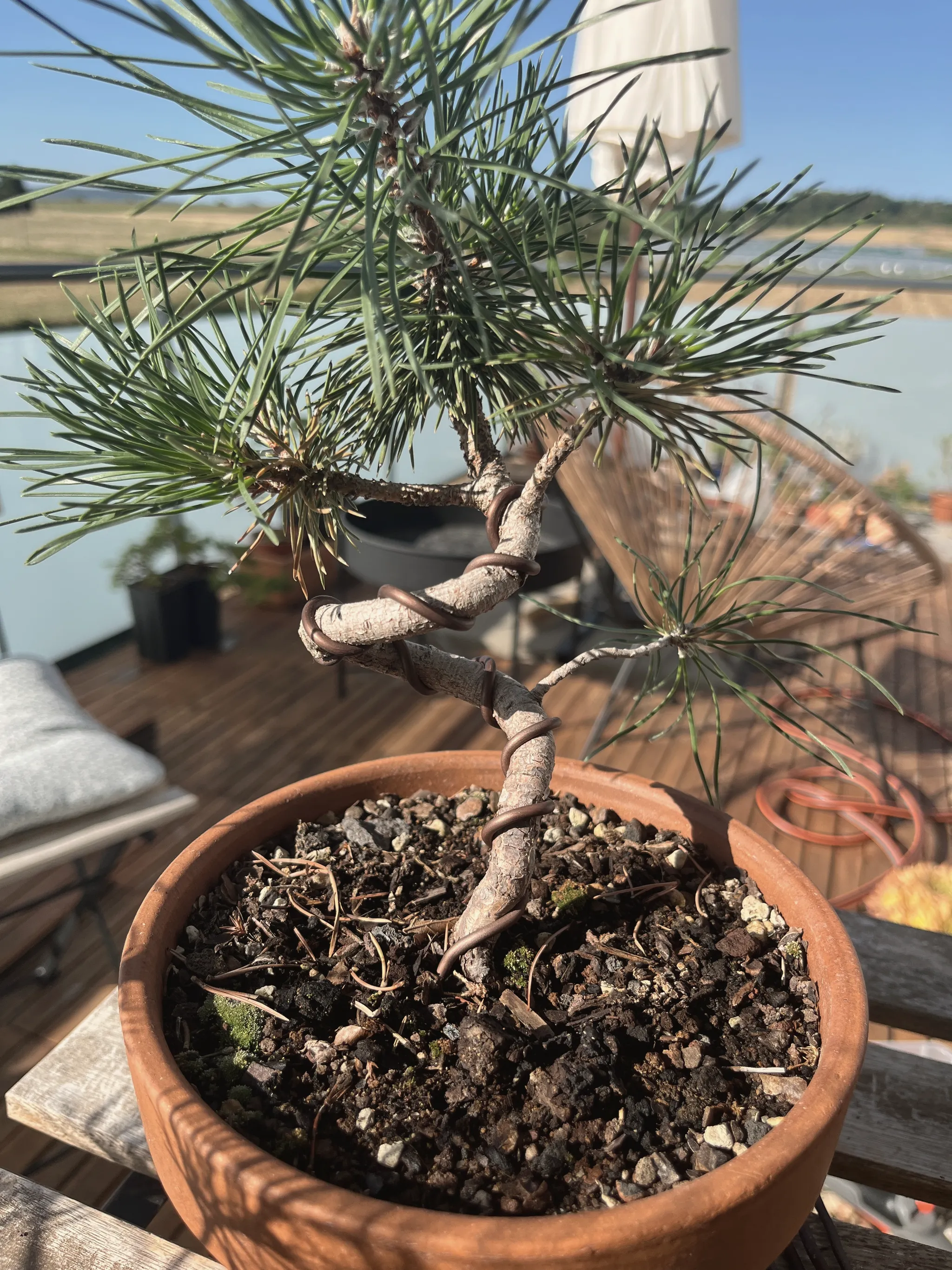 Young Japanese black pine bonsai in a round terracotta pot, its single trunk given a tight S-curve with wire near the base, sparse blue-green needles, on a sunny balcony with a hazy landscape behind.