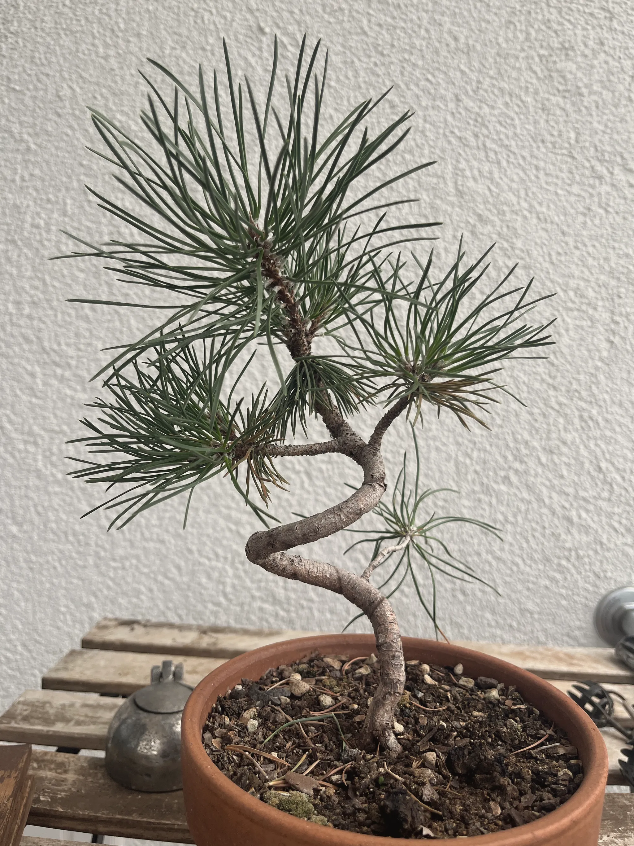 A Japanese black pine bonsai with a sharply zig-zagged wired trunk in a terracotta pot, dense blue-green needle pads above, on a wooden bench against a white wall.