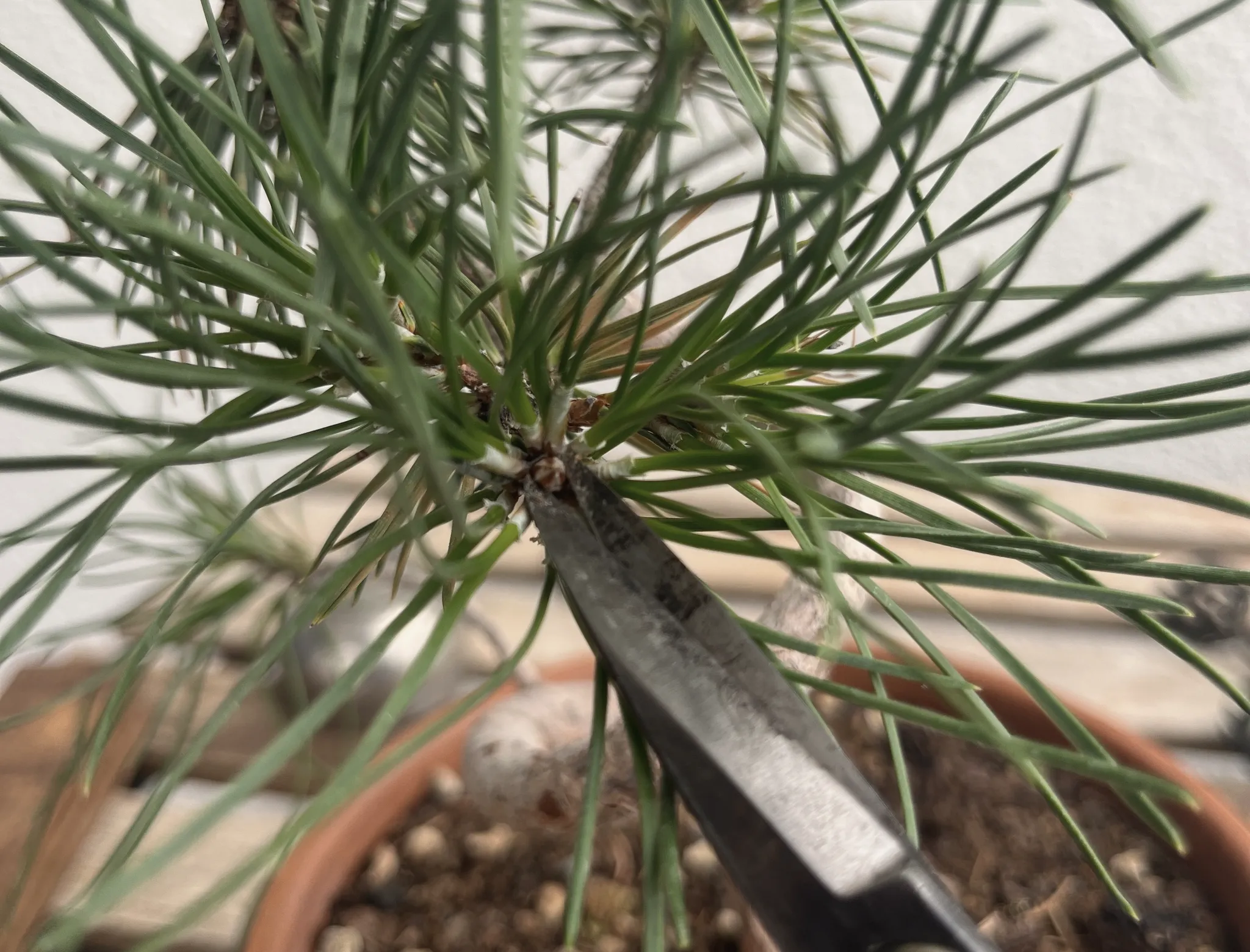 Overhead close-up of the black pine's crown with scissors reaching in to cut at the base of a needle cluster, gritty soil and pot below.