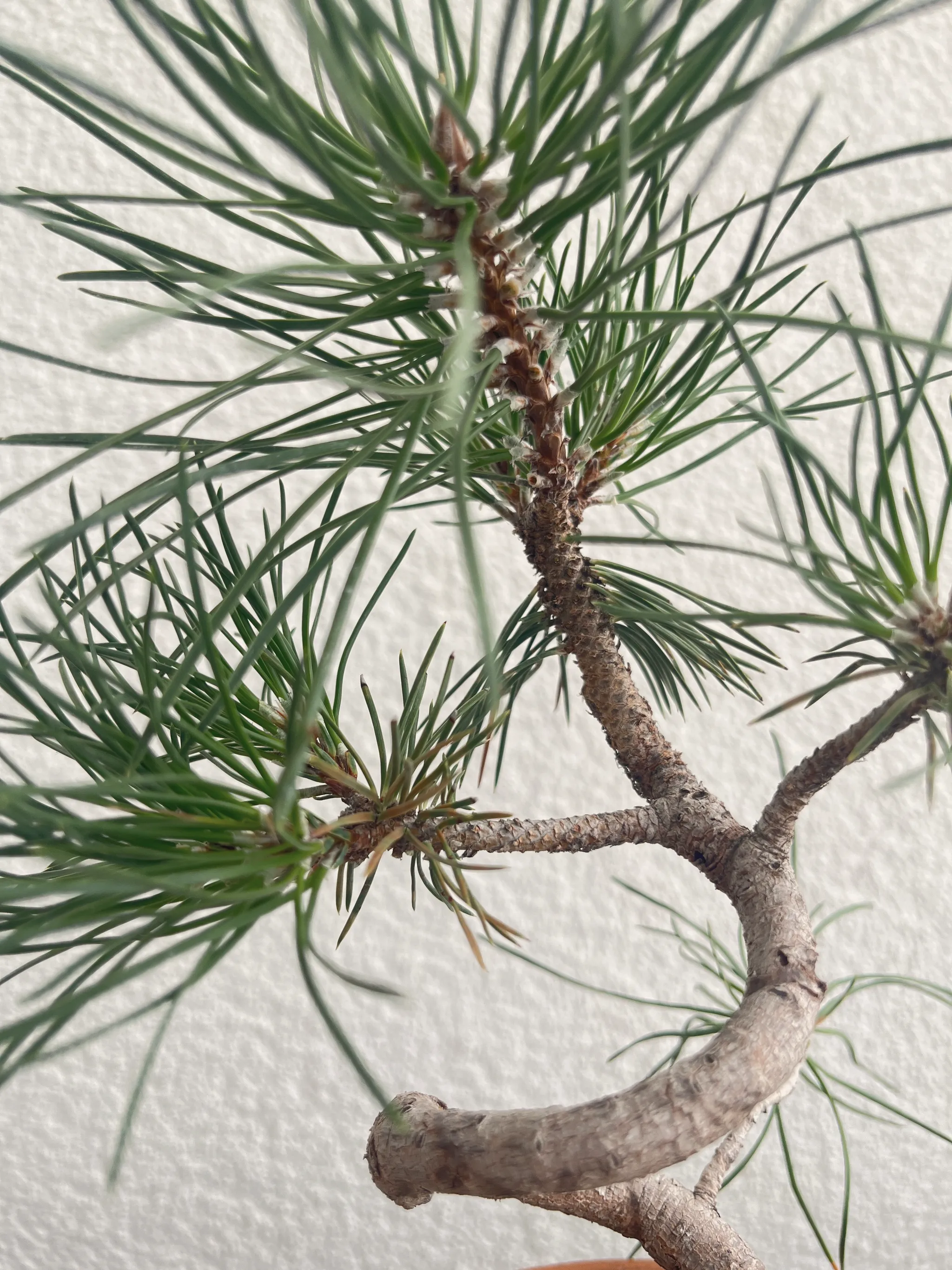 Close view of the black pine's branching trunk and needle whorls, small buds forming at a fork, the wired lower trunk visible against a white wall.