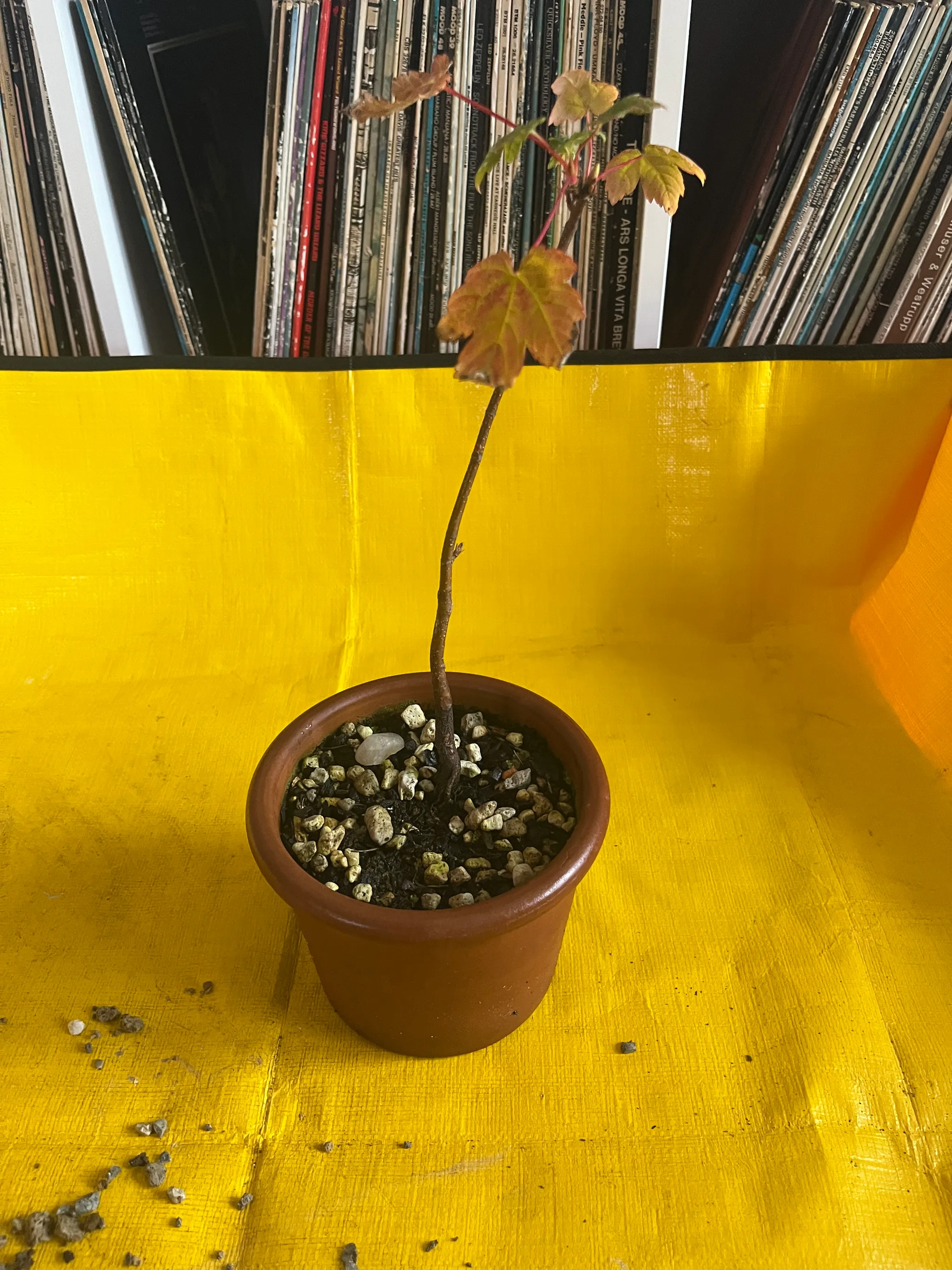 A thin maple sapling with a few reddish autumn leaves in a brown pot, set against a bright yellow backdrop in front of a record shelf.
