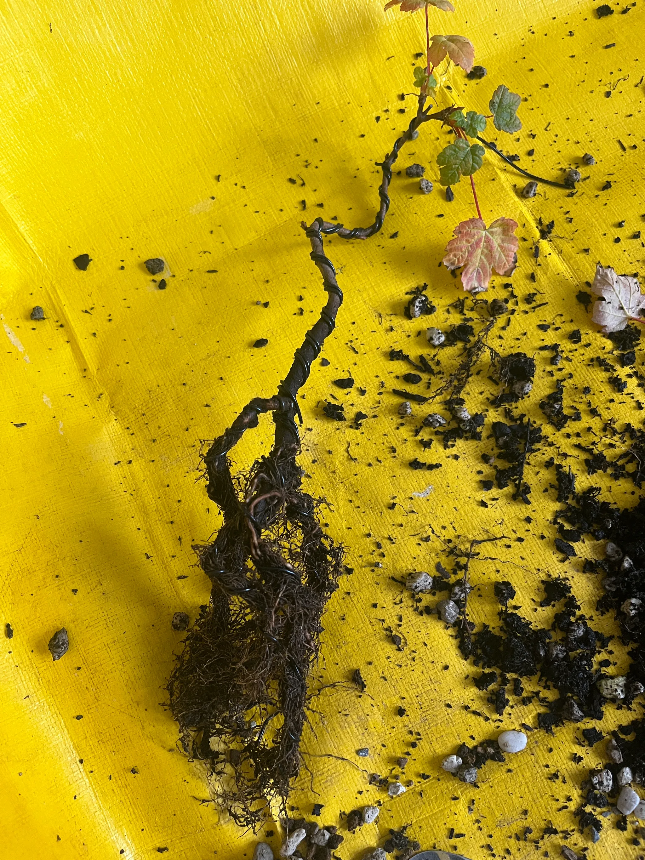 A maple lifted out and laid on a yellow sheet, showing a long wired trunk and a sparse tangle of fine roots, a couple of autumn leaves at the top.