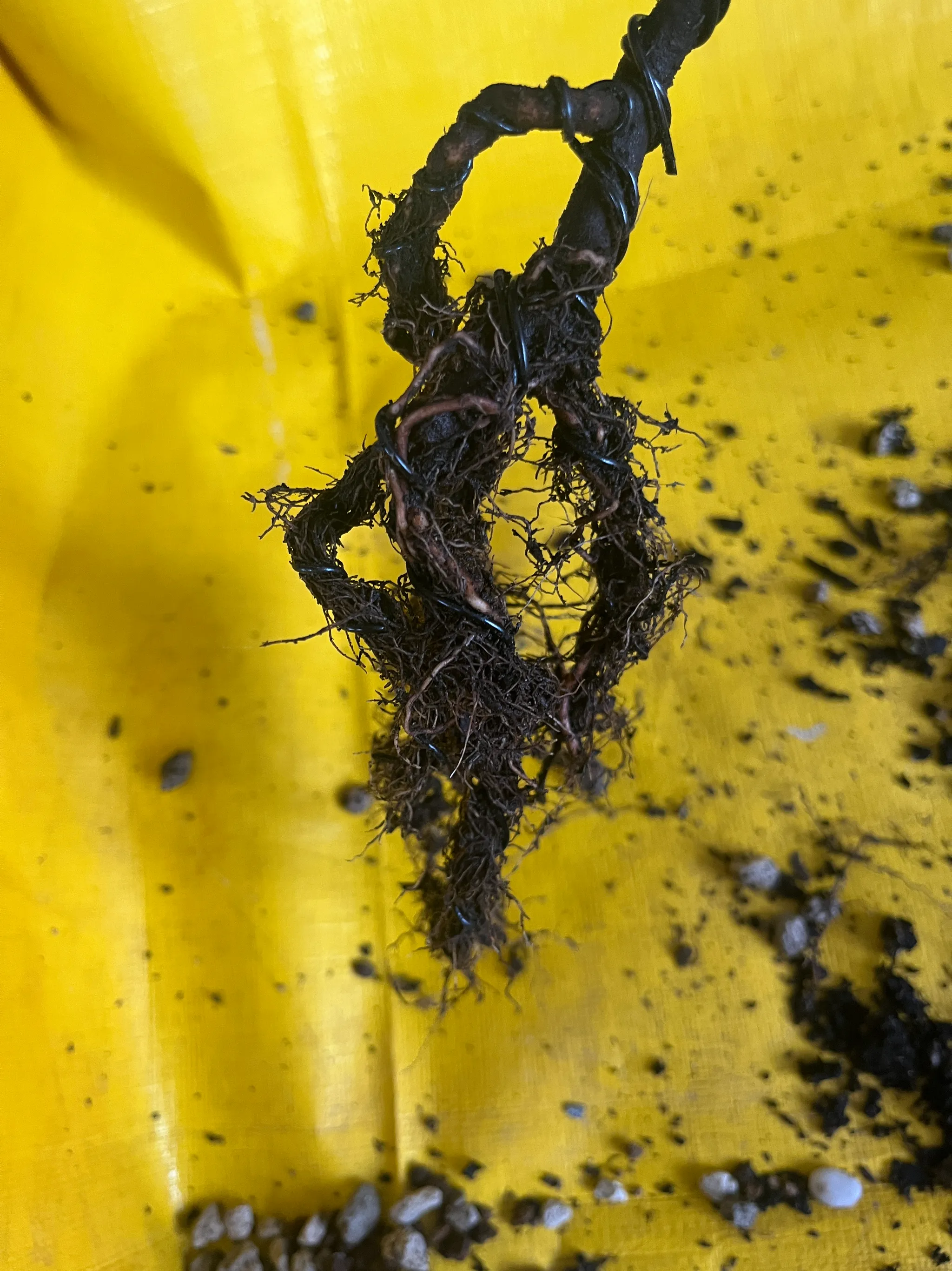 Close-up of the maple's roots on a yellow sheet, the wired trunk base looped over and thin roots spreading below.