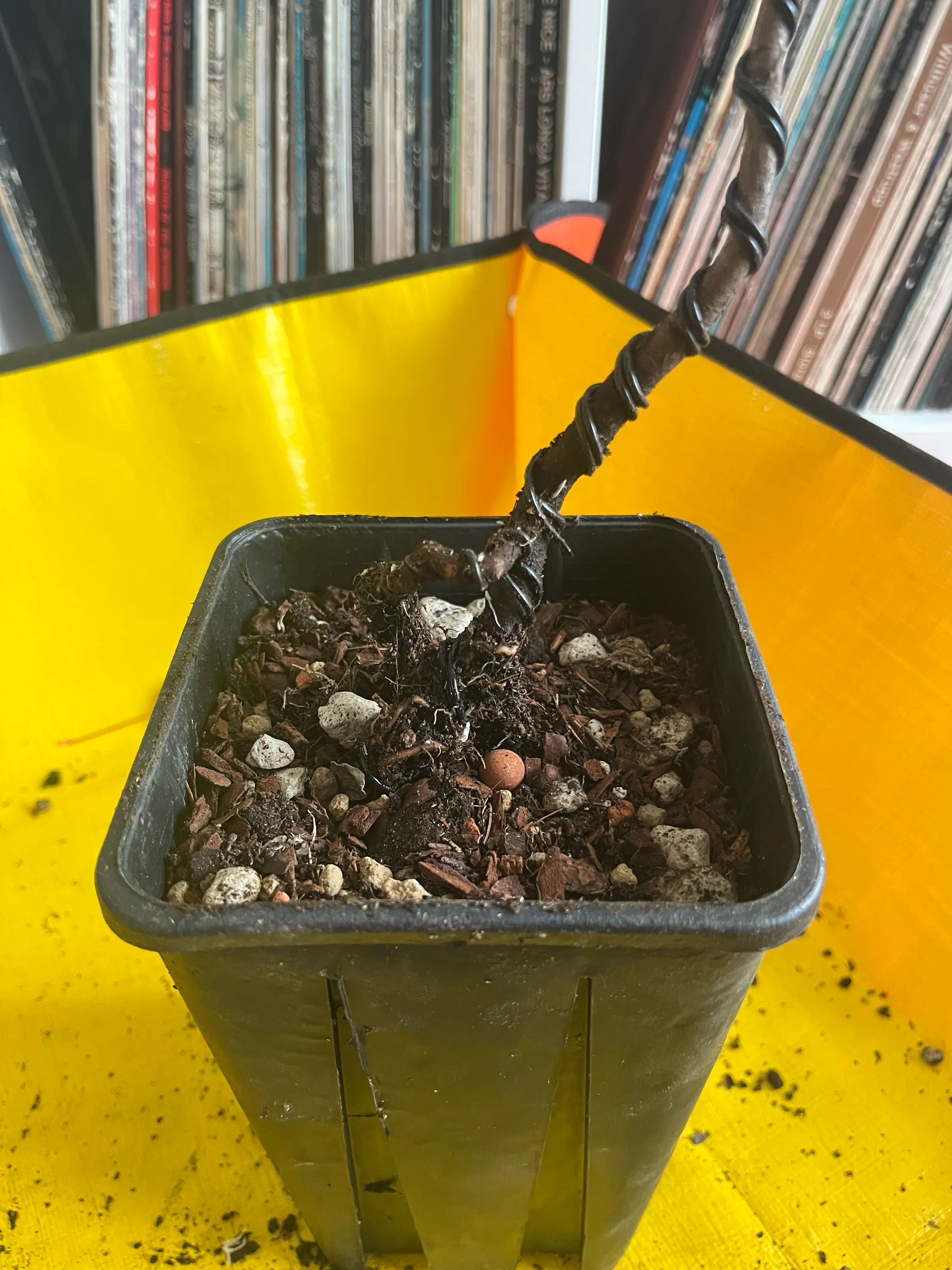 The maple's wired trunk planted into a black square pot of granular soil, seen from above, yellow sheet and records behind.