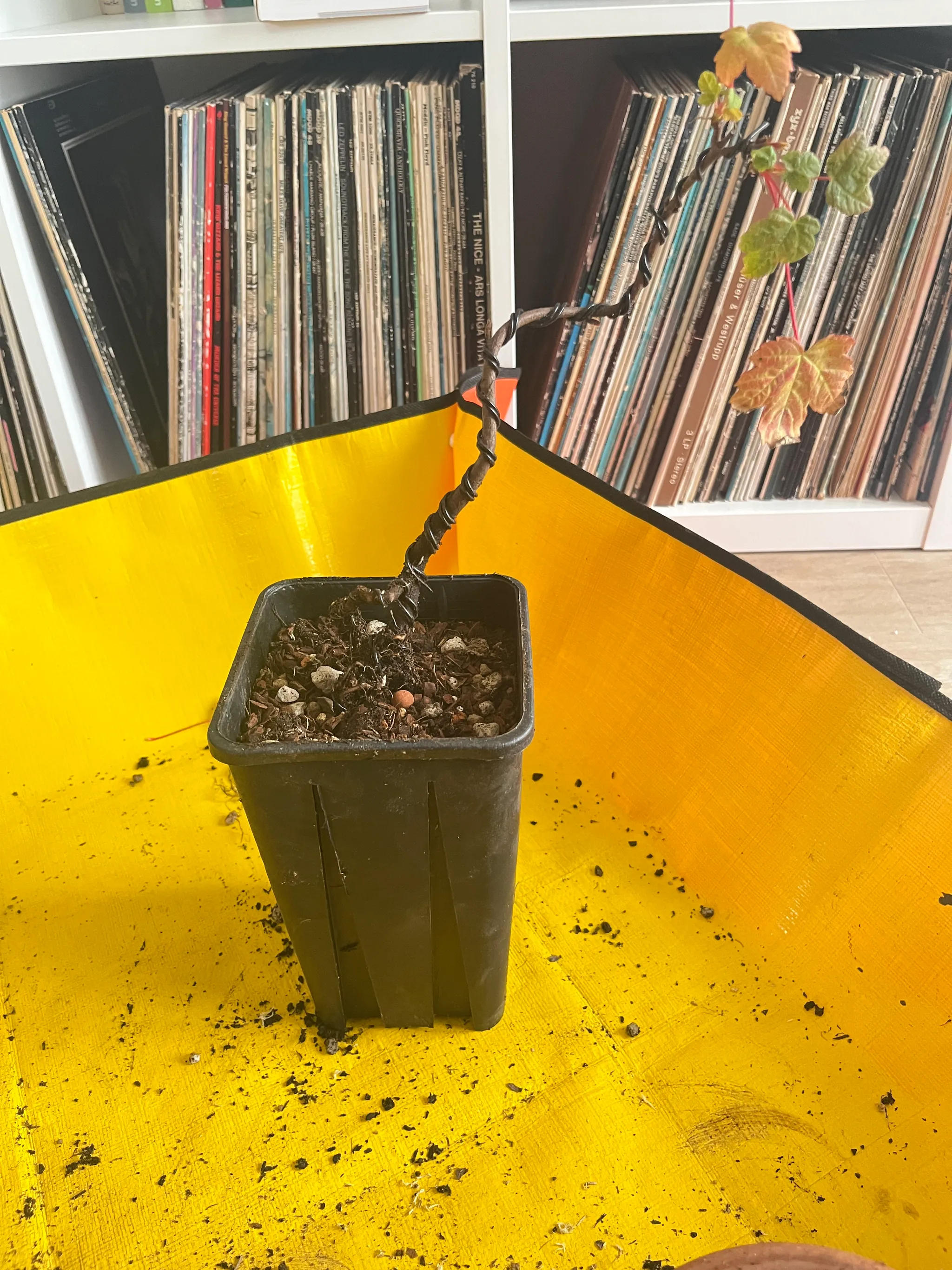 The repotted maple in a black square pot with its spiralling wired trunk and a couple of small leaves, on a yellow sheet before a record shelf.