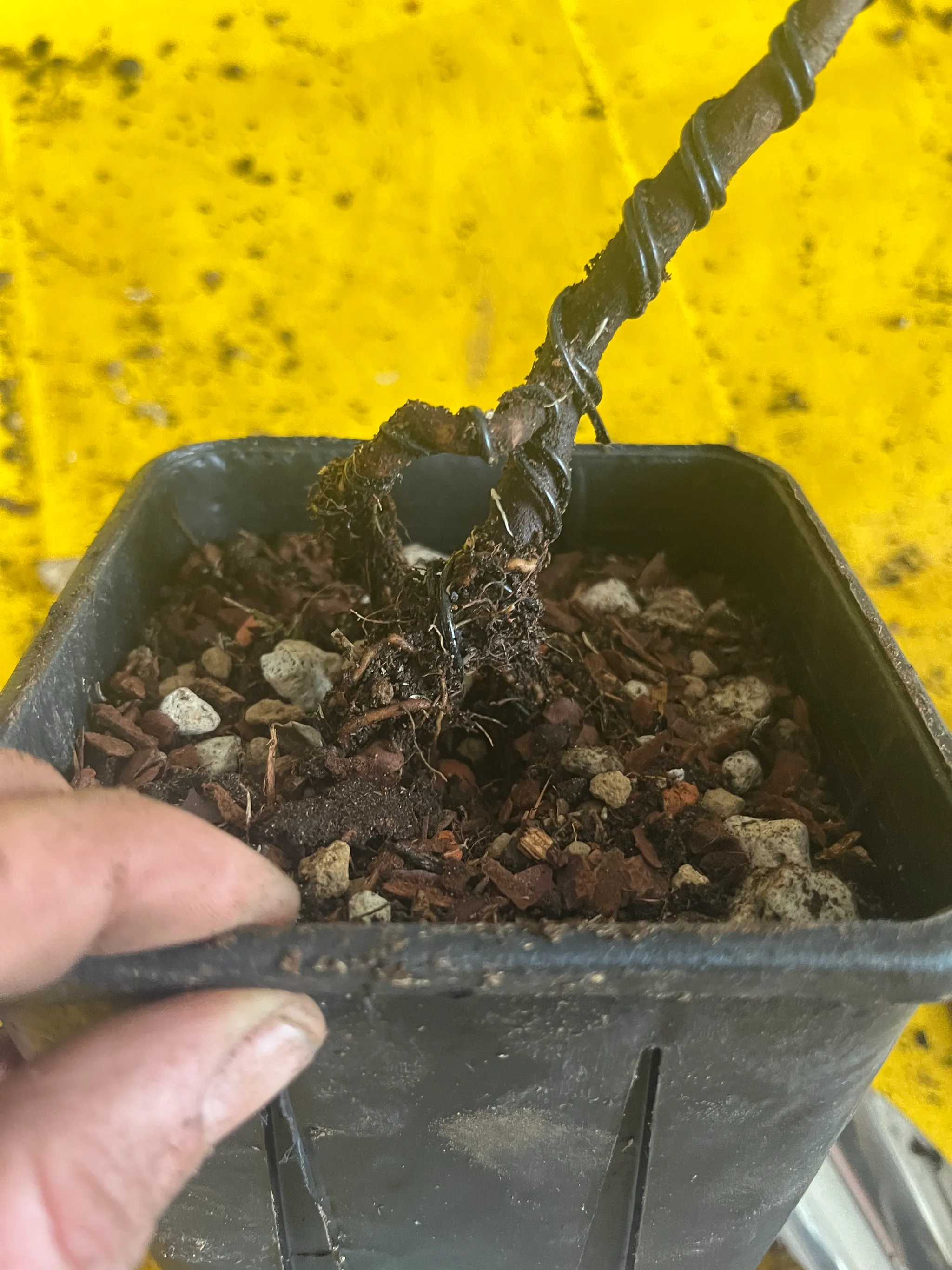 A hand tilting the black pot to show the maple's wired trunk anchored in the granular soil, fine roots just visible, on a yellow sheet.