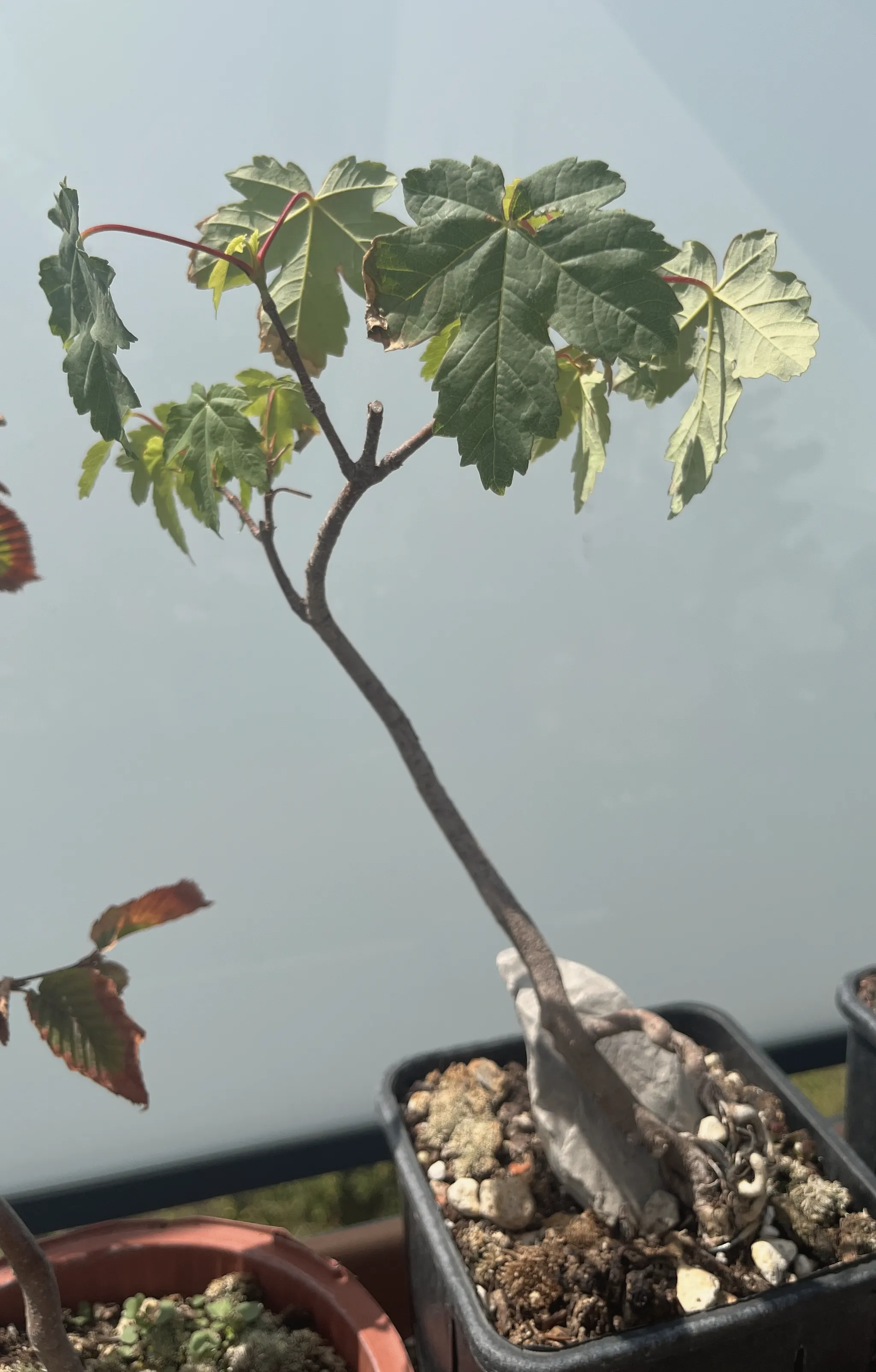 A slender maple (Acer) seedling with a bare curved trunk and a cluster of lobed green leaves at the top, in a black plastic pot against a hazy sky.